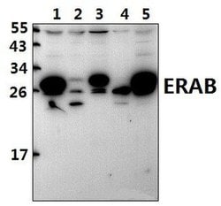 Invitrogen ERAB Polyclonal Antibody 100 &mu;L; Unconjugated:Antibodies,