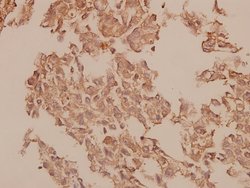 Invitrogen Caspase 1 Polyclonal Antibody 100 &mu;L; Unconjugated:Antibodies,