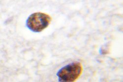 Invitrogen Histone H3.3 Polyclonal Antibody 100 &mu;L | Buy Online | Invitrogen&trade; | Fisher Scientific