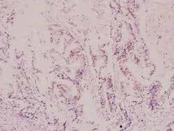Invitrogen Aconitase 1 Polyclonal Antibody 100 &mu;L; Unconjugated:Antibodies,