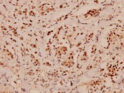 Invitrogen PDCD4 Polyclonal Antibody 100 &mu;L; Unconjugated:Antibodies,