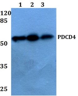 Invitrogen PDCD4 Polyclonal Antibody 100 &mu;L; Unconjugated:Antibodies,