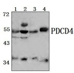 Invitrogen PDCD4 Polyclonal Antibody 100 &mu;L; Unconjugated:Antibodies,