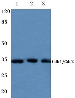 Invitrogen CDK1 Polyclonal Antibody 100 &mu;L; Unconjugated:Antibodies,
