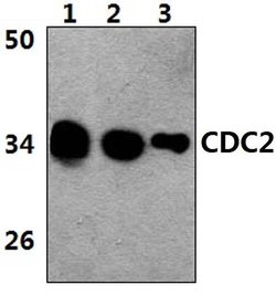 Invitrogen CDK1 Polyclonal Antibody 100 &mu;L; Unconjugated:Antibodies,
