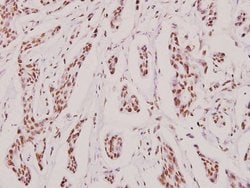 Invitrogen MRE11 Polyclonal Antibody 100 &mu;L; Unconjugated:Antibodies,