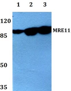 Invitrogen MRE11 Polyclonal Antibody 100 &mu;L; Unconjugated:Antibodies,