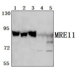 Invitrogen MRE11 Polyclonal Antibody 100 &mu;L; Unconjugated:Antibodies,