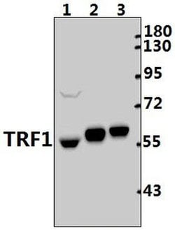 Invitrogen TRF1 Polyclonal Antibody 100 &mu;L; Unconjugated:Antibodies,