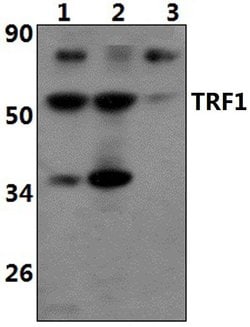 Invitrogen TRF1 Polyclonal Antibody 100 &mu;L; Unconjugated:Antibodies,