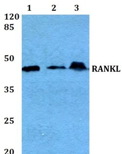 Invitrogen CD254 (RANK Ligand) Polyclonal Antibody 100 &mu;L; Unconjugated:Antibodies,