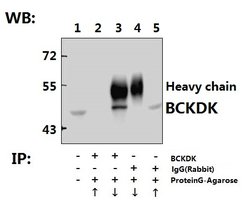 Invitrogen BCKDK Polyclonal Antibody 100 &mu;L; Unconjugated:Antibodies,
