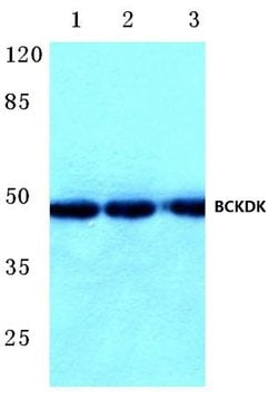 Invitrogen BCKDK Polyclonal Antibody 100 &mu;L; Unconjugated:Antibodies,