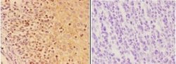 Invitrogen AIRE Polyclonal Antibody 100 &mu;L; Unconjugated:Antibodies,