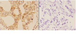 Invitrogen AIRE Polyclonal Antibody 100 &mu;L; Unconjugated:Antibodies,