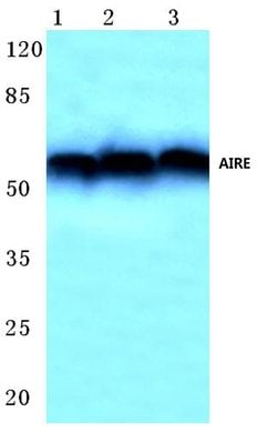 Invitrogen AIRE Polyclonal Antibody 100 &mu;L; Unconjugated:Antibodies,