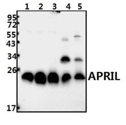 Invitrogen APRIL Polyclonal Antibody 100 &mu;L; Unconjugated:Antibodies,