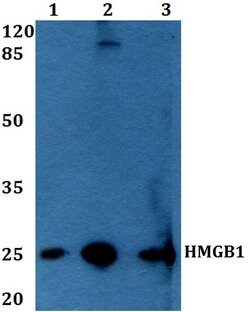Invitrogen HMGB1 Polyclonal Antibody 100 &mu;L; Unconjugated:Antikroppar