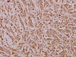 Invitrogen IRF2 Polyclonal Antibody 100 &mu;L; Unconjugated:Antibodies,
