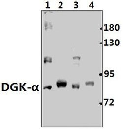 Invitrogen DGKA Polyclonal Antibody 100 &mu;L; Unconjugated:Antikroppar