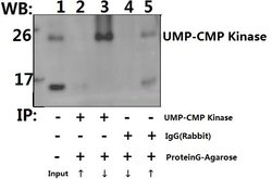Invitrogen CMPK1 Polyclonal Antibody 100 &mu;L; Unconjugated:Antibodies,
