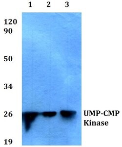 Invitrogen CMPK1 Polyclonal Antibody 100 &mu;L; Unconjugated:Antibodies,