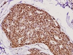 Invitrogen FEN1 Polyclonal Antibody 100 &mu;L; Unconjugated:Antibodies,