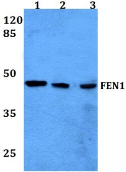 Invitrogen FEN1 Polyclonal Antibody 100 &mu;L; Unconjugated:Antibodies,