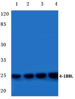Invitrogen 4-1BB Ligand Polyclonal Antibody 100 &mu;L; Unconjugated:Antibodies,