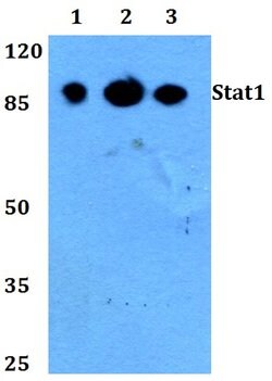 Invitrogen STAT1 Polyclonal Antibody 100 &mu;L; Unconjugated:Antibodies,