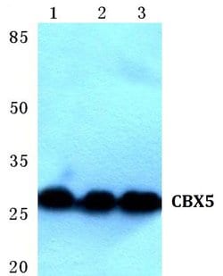 HP1 alpha Polyclonal Antibody:Antibodies, Polyclonal