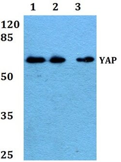 Invitrogen YAP1 Polyclonal Antibody 100 &mu;L; Unconjugated:Antibodies,