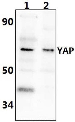 Invitrogen YAP1 Polyclonal Antibody 100 &mu;L; Unconjugated:Antibodies,