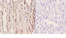 Invitrogen ELL Polyclonal Antibody 100 &mu;L; Unconjugated:Antibodies,