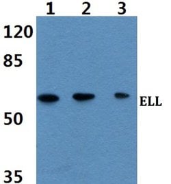 Invitrogen ELL Polyclonal Antibody 100 &mu;L; Unconjugated:Antibodies,