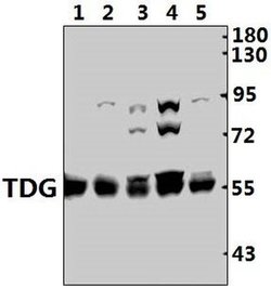 Invitrogen TDG Polyclonal Antibody 100 &mu;L; Unconjugated:Antibodies,