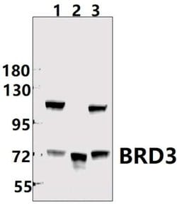 Invitrogen BRD3 Polyclonal Antibody 100 &mu;L; Unconjugated:Antibodies,