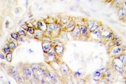 Invitrogen COX4 Polyclonal Antibody 100 &mu;L; Unconjugated:Antibodies,