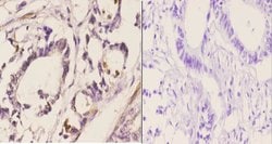 Invitrogen Cdc37 Polyclonal Antibody 100 &mu;L; Unconjugated:Antibodies,