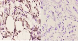Invitrogen Cdc37 Polyclonal Antibody 100 &mu;L; Unconjugated:Antibodies,