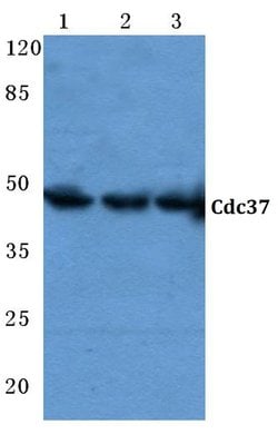 Invitrogen Cdc37 Polyclonal Antibody 100 &mu;L; Unconjugated:Antibodies,