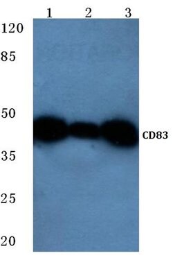 Invitrogen CD83 Polyclonal Antibody 100 &mu;L; Unconjugated:Antibodies,