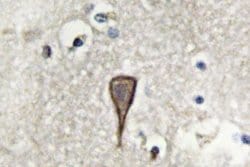 Invitrogen N-cadherin Polyclonal Antibody 100 &mu;L; Unconjugated:Antibodies,