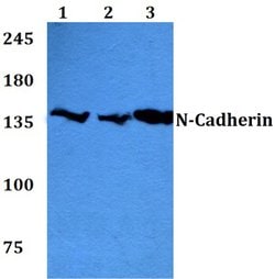 Invitrogen N-cadherin Polyclonal Antibody 100 &mu;L; Unconjugated:Antibodies,