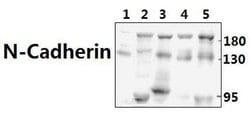 Invitrogen N-cadherin Polyclonal Antibody 100 &mu;L; Unconjugated:Antibodies,