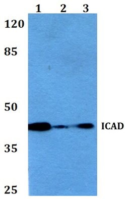 Invitrogen ICAD Polyclonal Antibody 100 &mu;L | Buy Online | Invitrogen&trade; | Fisher Scientific