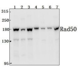Invitrogen RAD50 Polyclonal Antibody 100 &mu;L; Unconjugated:Antibodies,