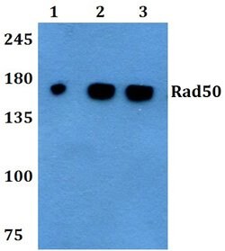 Invitrogen RAD50 Polyclonal Antibody 100 &mu;L; Unconjugated:Antibodies,
