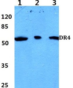 Invitrogen DR4 Polyclonal Antibody 100 &mu;L | Buy Online | Invitrogen&trade; | Fisher Scientific