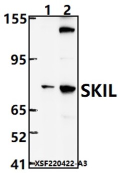 Invitrogen SnoN Polyclonal Antibody 100 μL; Unconjugated:Antibodies,